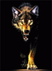 Аватар для Wolf35364